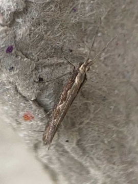 Plutella xylostella 